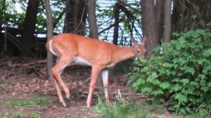 2013 07 03 deer (1)