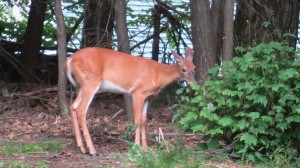 2013 07 03 deer (2)