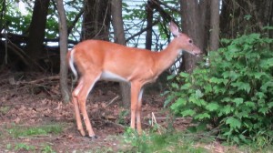 2013 07 03 deer (3)