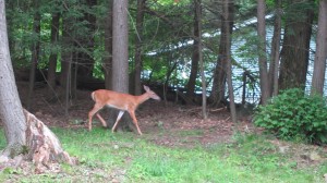 2013 07 03 deer