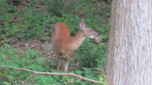 2013 07 03 deer (4)